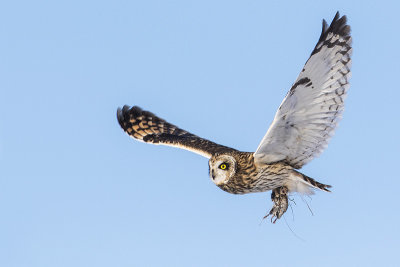 short-eared owl 030917_MG_4969 