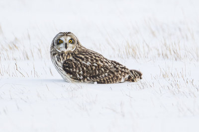 short-eared owl 030917_MG_5289 