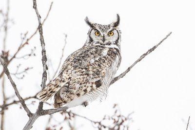great horned owl 031117_MG_5931 