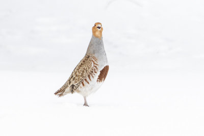 gray partridge 031117_MG_5393 