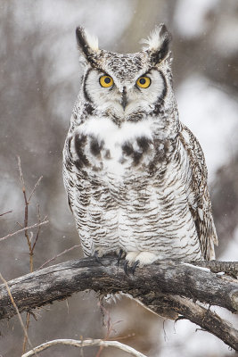 great horned owl 031117_MG_6039 