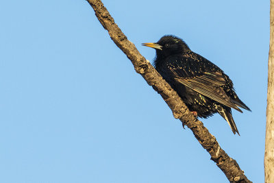 european starling 032017_MG_7201 