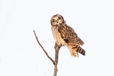 short-eared owl 032017_MG_7297 