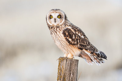 short-eared owl 032217_MG_7682 