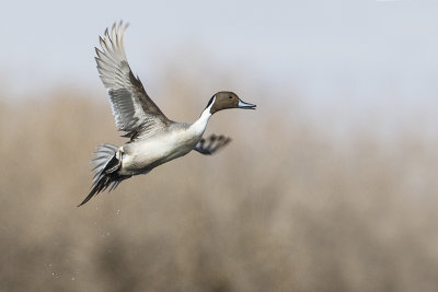 northern pintail 040917_MG_2395 