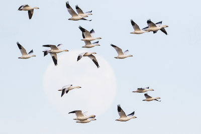 snow geese 040917_MG_4015 