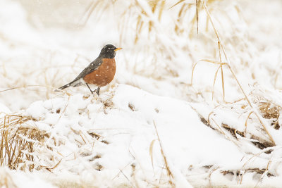 american robin 041417_MG_4476 