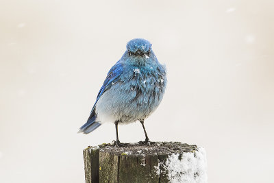 mountain bluebird 041417_MG_7369 