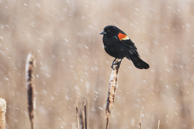 red-winged blackbird 041417_MG_7776 