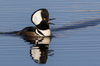 hooded merganser 041917_MG_4616 