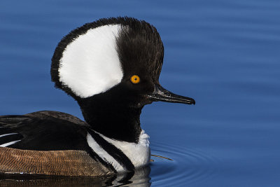 hooded merganser 041917_MG_4813 