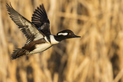 hooded merganser 041917_MG_5322 