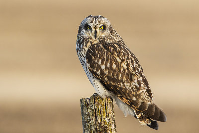 short-eared owl 042017_MG_5819 