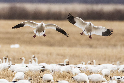 snow geese 042217_MG_7219 