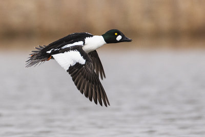 common goldeneye 042617_MG_7539 