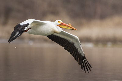 american white pelican 042817_MG_8428 