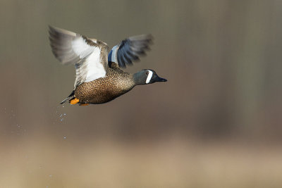 blue-winged teal 042917_MG_9870 