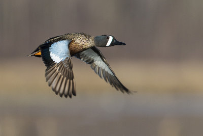 blue-winged teal 042917_MG_9880 