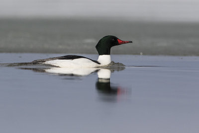 common merganser 042917_MG_0334 