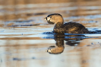 pied-billed grebe 042917_MG_2291 