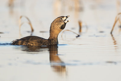 pied-billed grebe 042917_MG_2395 