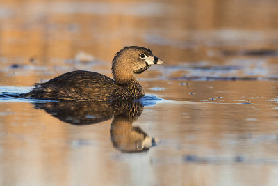 pied-billed grebe 042917_MG_2489