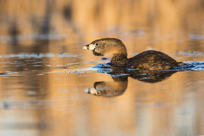 pied-billed grebe 042917_MG_2615
