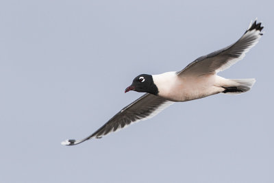 franklin's gull 043017_MG_4376 