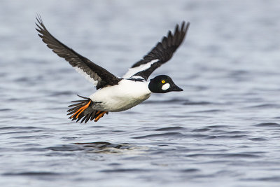 common goldeneye 050117_MG_5380 