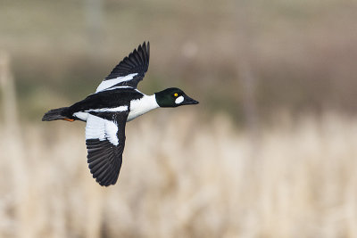 common goldeneye 050117_MG_5426 