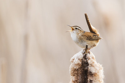 marsh wren 050117_MG_6110 