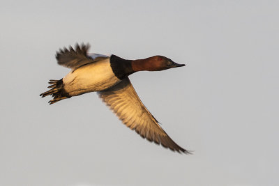 canvasback 050317_MG_7087 