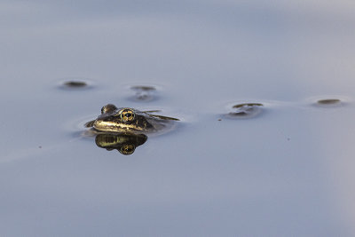 wood frog 050317_MG_6356 