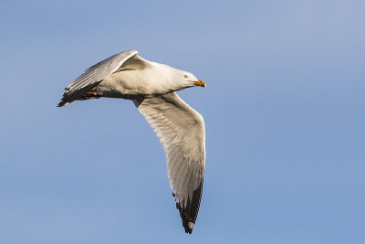 herring gull 050417_MG_7252 