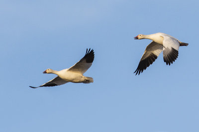 snow geese 050417_MG_7400 