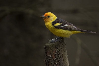 western tanager 050617_MG_8307 