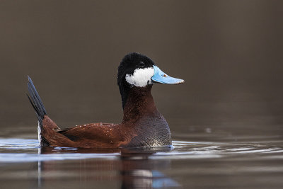 ruddy duck 050717_MG_9965 