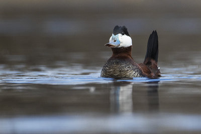 ruddy duck 050717_MG_0136 