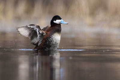 ruddy duck 050717_MG_0039 