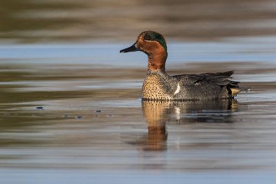 green-winged teal 050817_MG_1478 