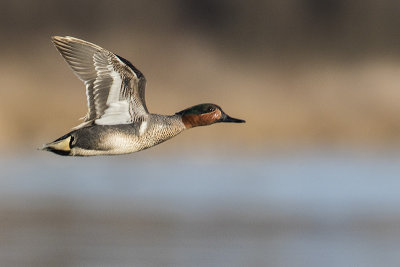 green-winged teal 050817_MG_1462 