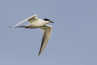 forster's tern 050717_MG_1153 