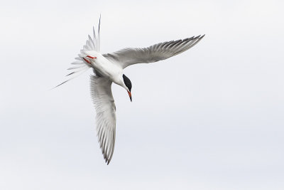 forster's tern 050717_MG_0682 