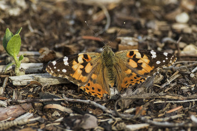 painted lady 051117_MG_4204