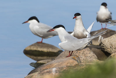 common terns 051117_MG_3275 