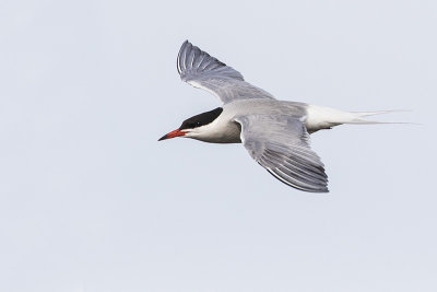 common tern 051117_MG_3463 