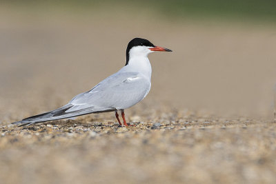 common tern 051117_MG_3537 