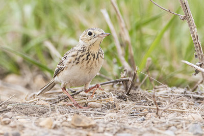 sprague's pipit 051117_MG_2757 