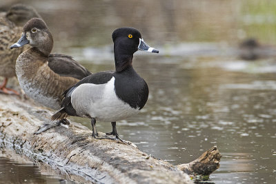 ring-necked duck 051217_MG_4340 