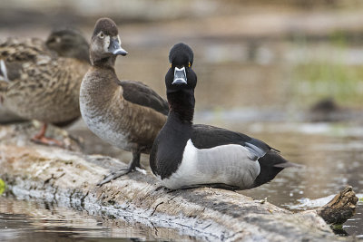 ring-necked duck 051217_MG_4557 